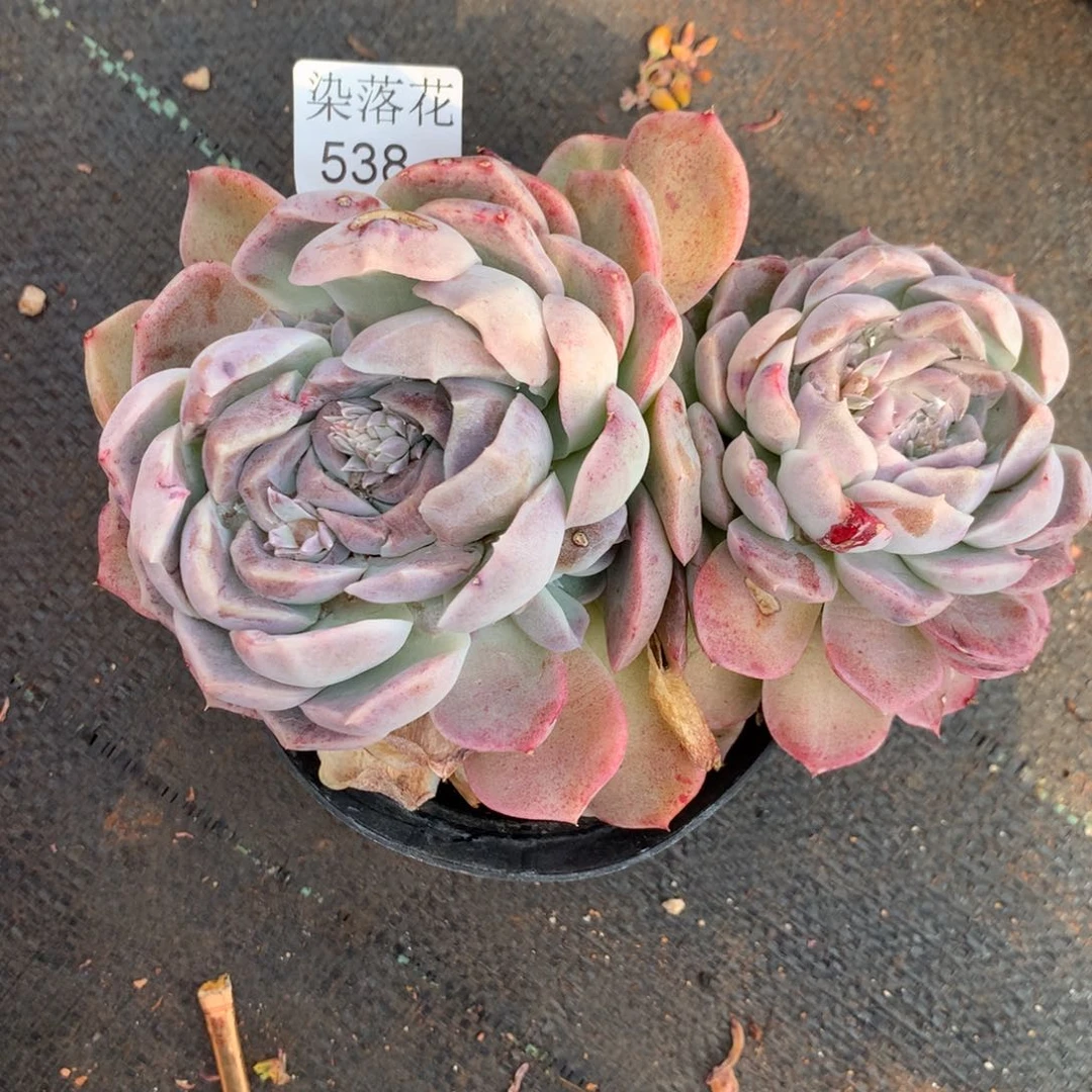 精品多肉植物538