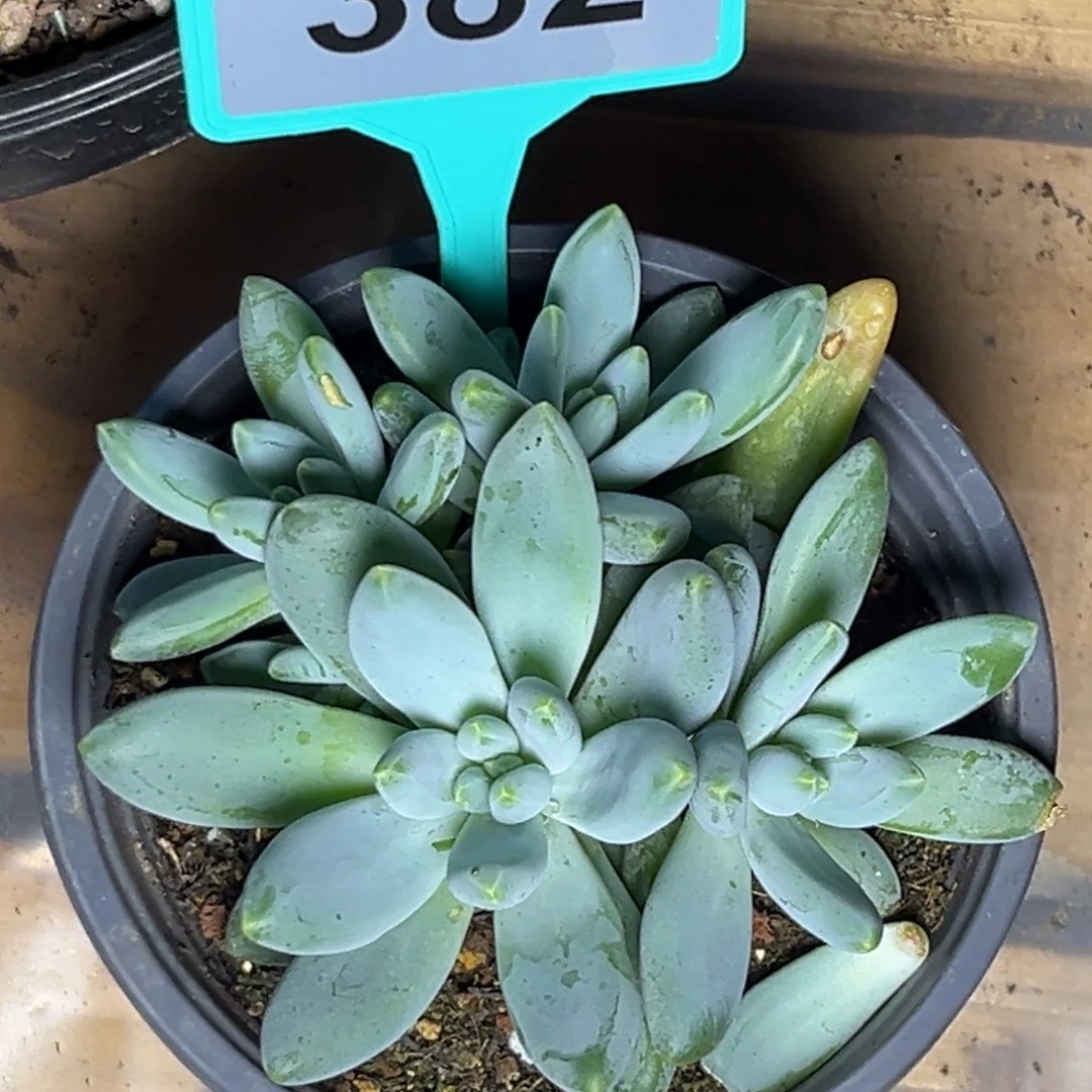 多肉植物阿蒂斯托382