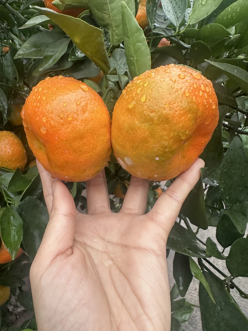半青半红四川红橘大红袍重庆桔子新鲜水果9斤/5斤柑橘川陈皮原料