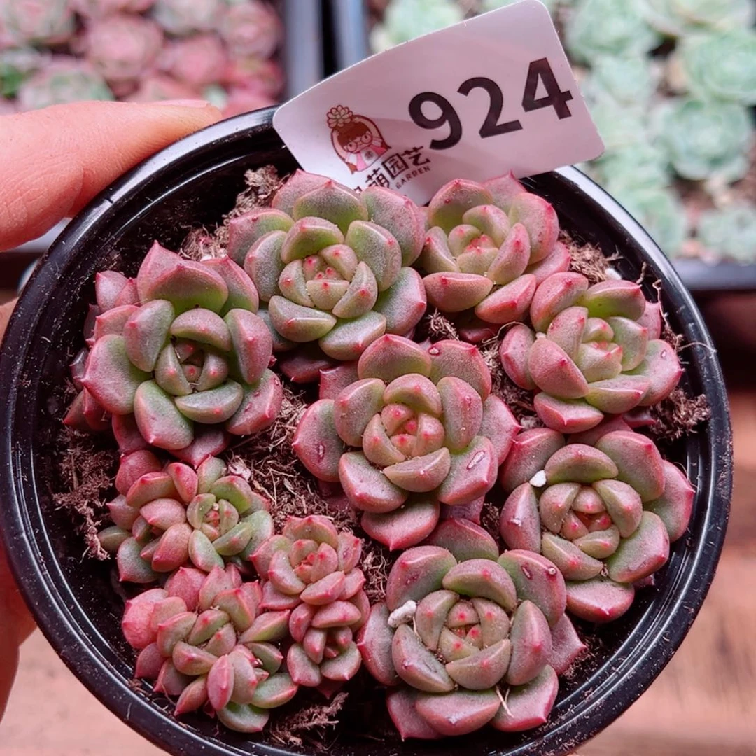 多肉植物多肉植物
