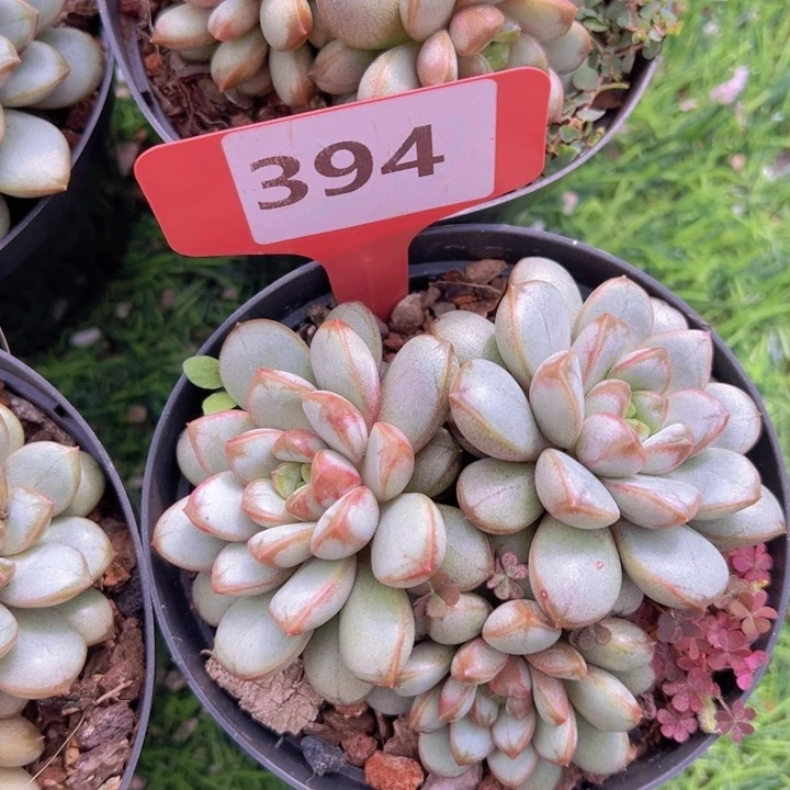 健健康康平平安安