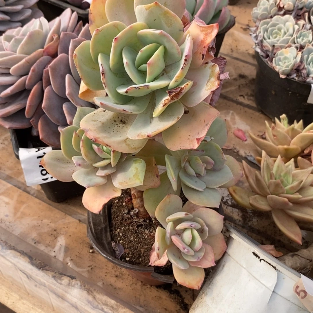 姜***️120白凤多头一物一拍