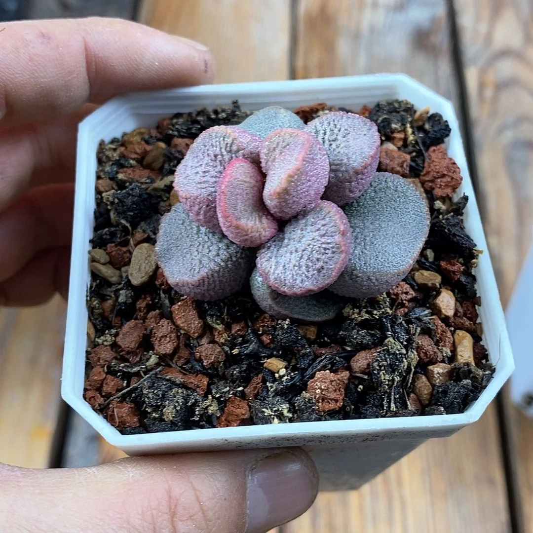 小兔水泡多肉植物