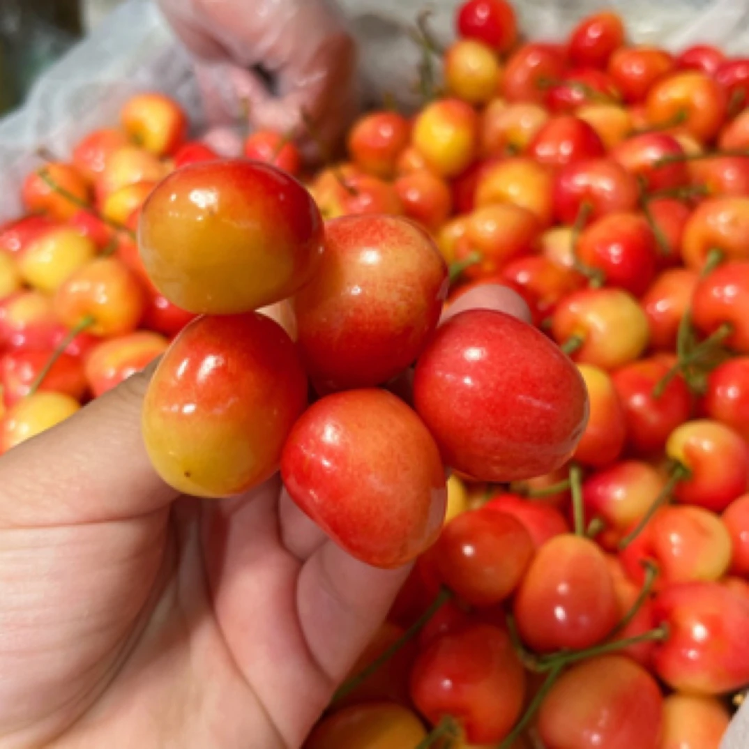 【优选鲜果】南洋樱桃|500g|JJ其他品种