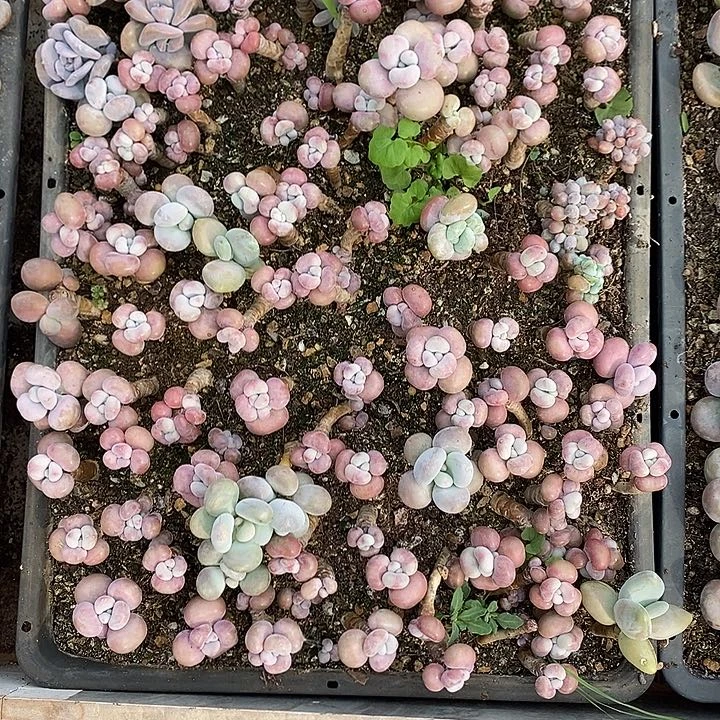 无花朵老婆婆去医院1949799咦咦咦咦咦咦