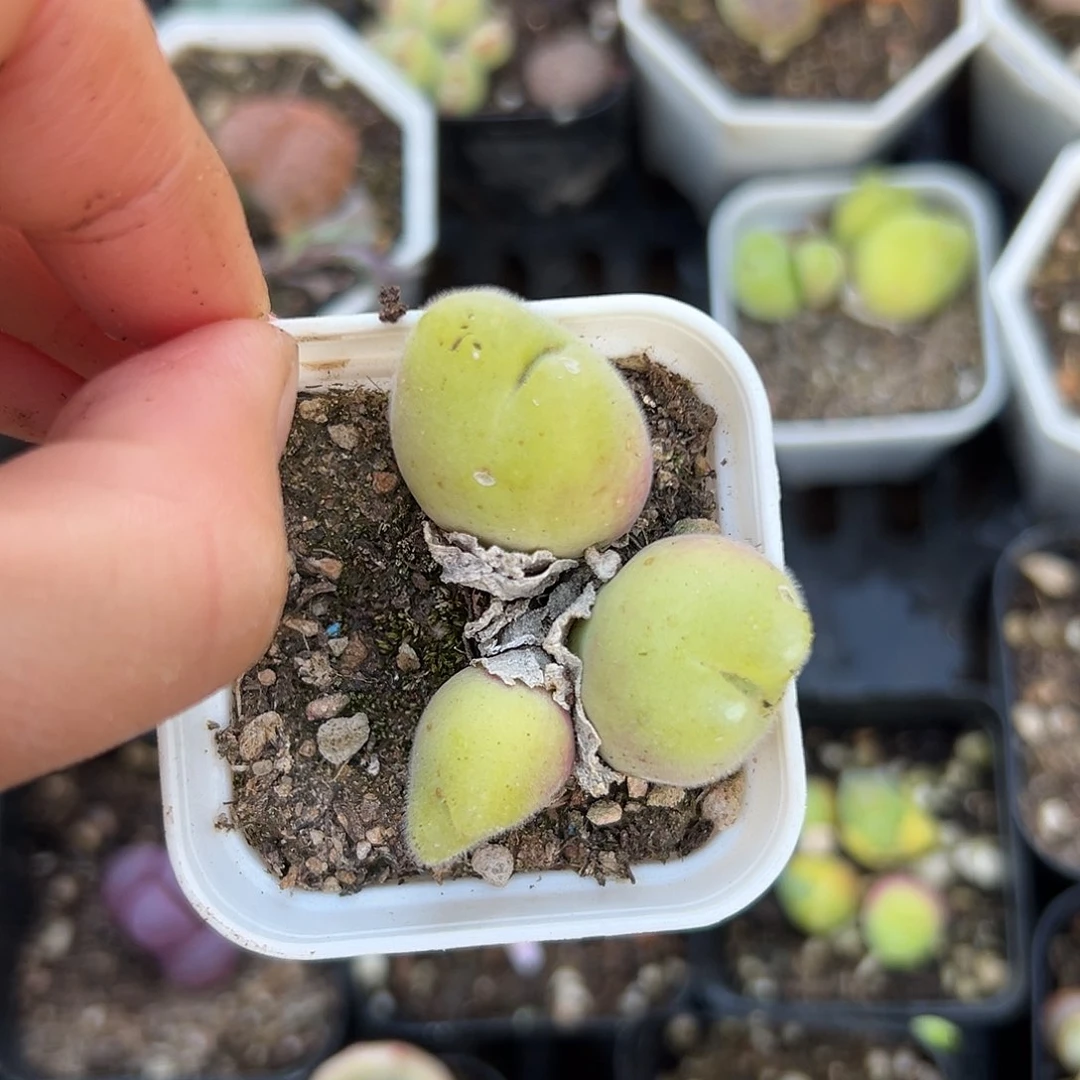 游**鱼毛摸摸摸摸摸一下我