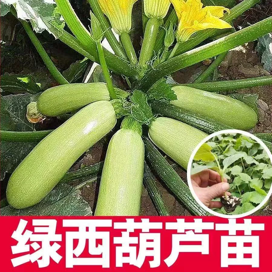 高产西葫芦瓠子瓜种子苗高产四季盆栽西胡芦蔬菜香蕉大全瓜孑瓜苗