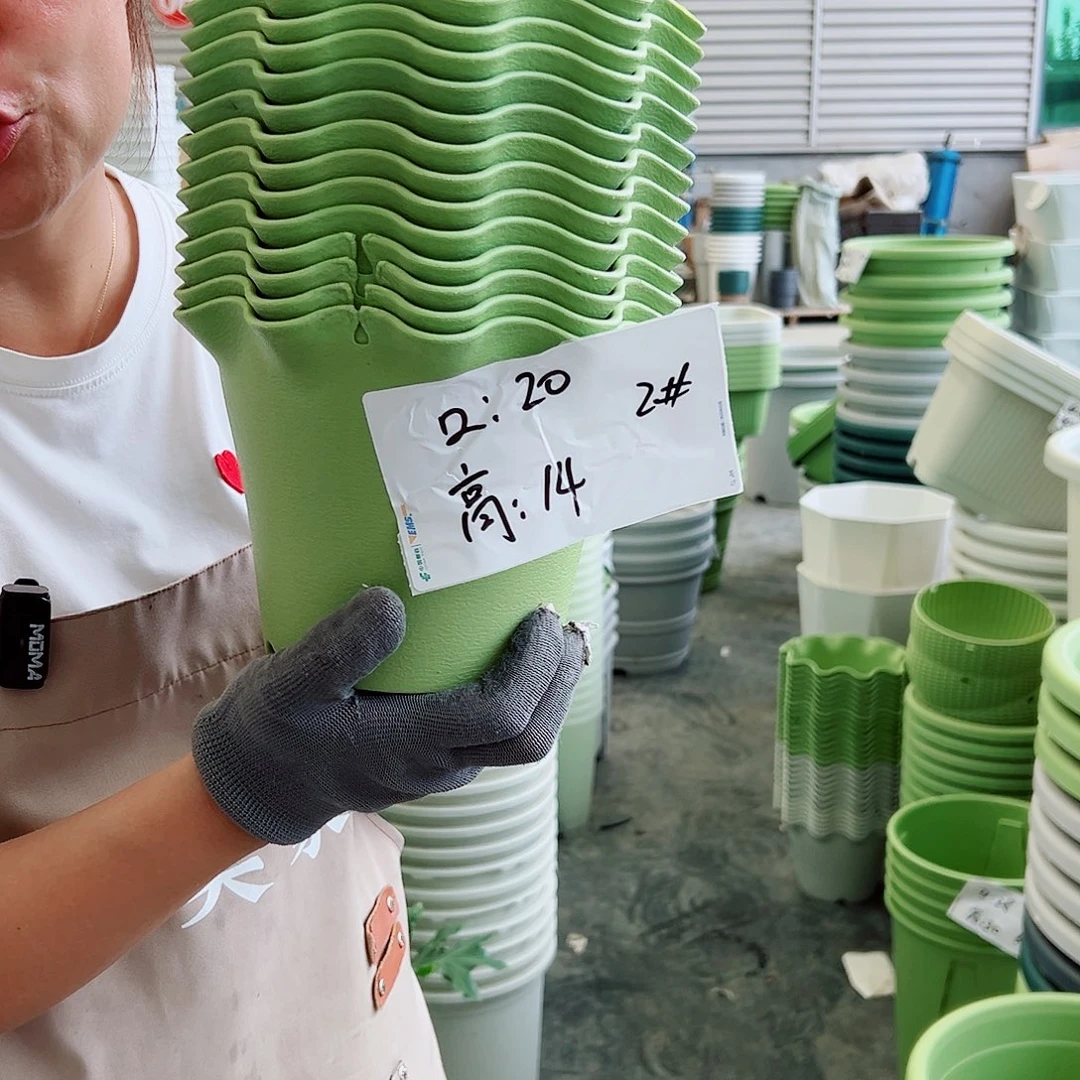 瑕疵荷叶边2#果绿色8个无托