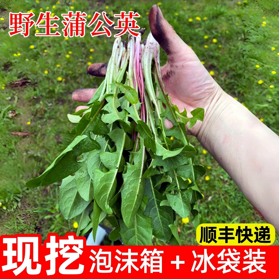 【顺丰快递】4斤野生新鲜蒲公英野菜现挖泡沫箱加冰袋