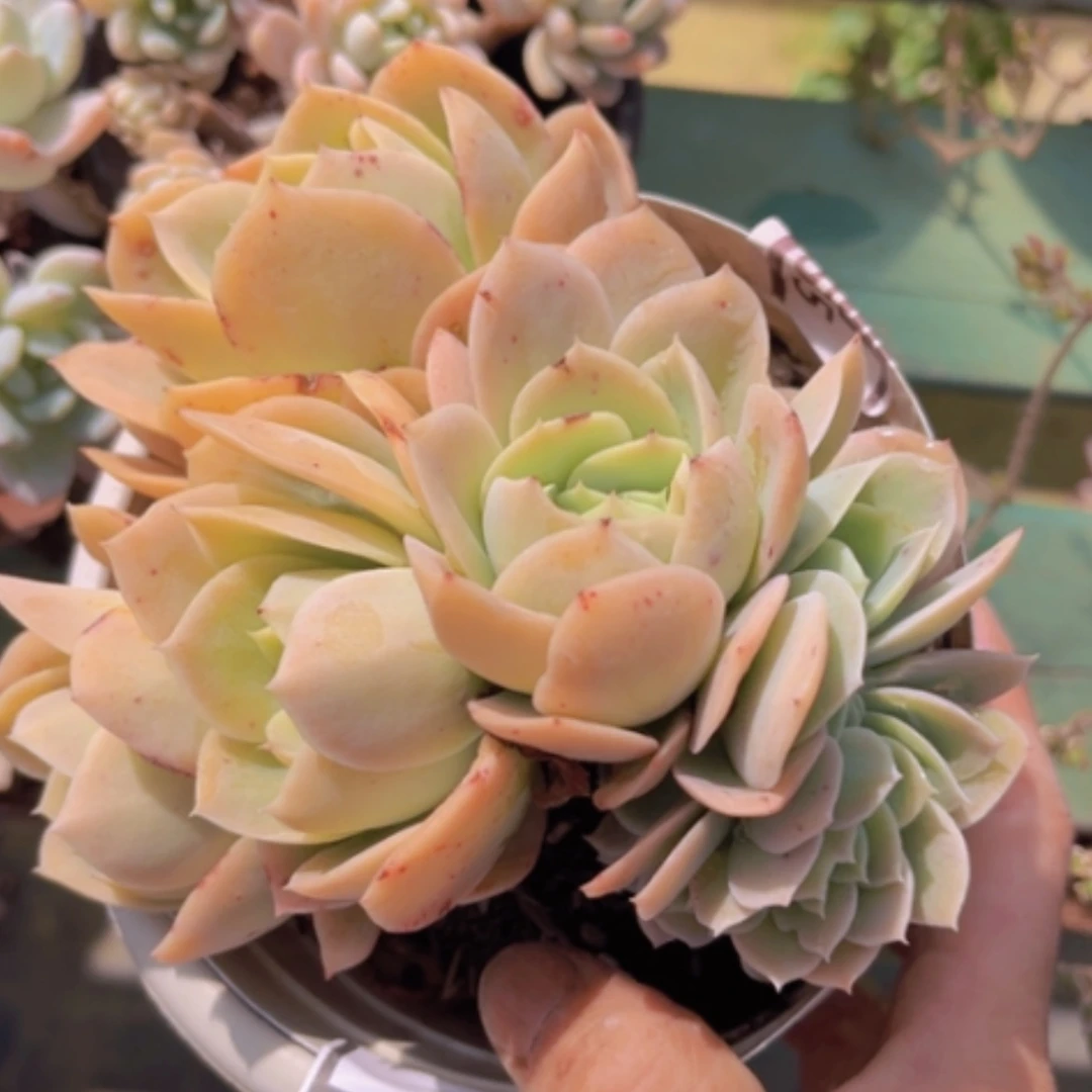 【闪购商品】星纳塔缀0263