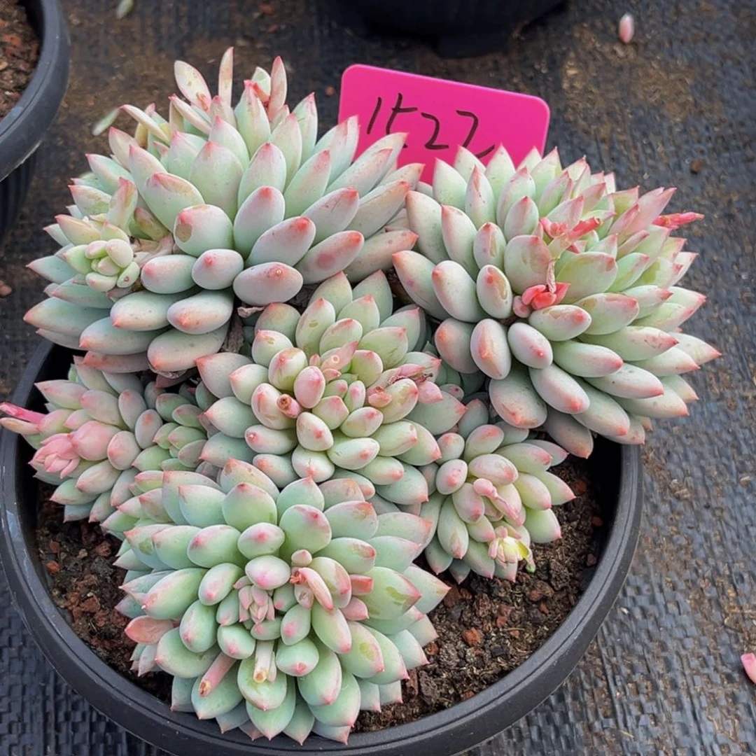 1522号上午多肉植物群生多肉