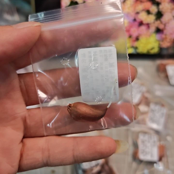 小***安酢浆草早花晚小安