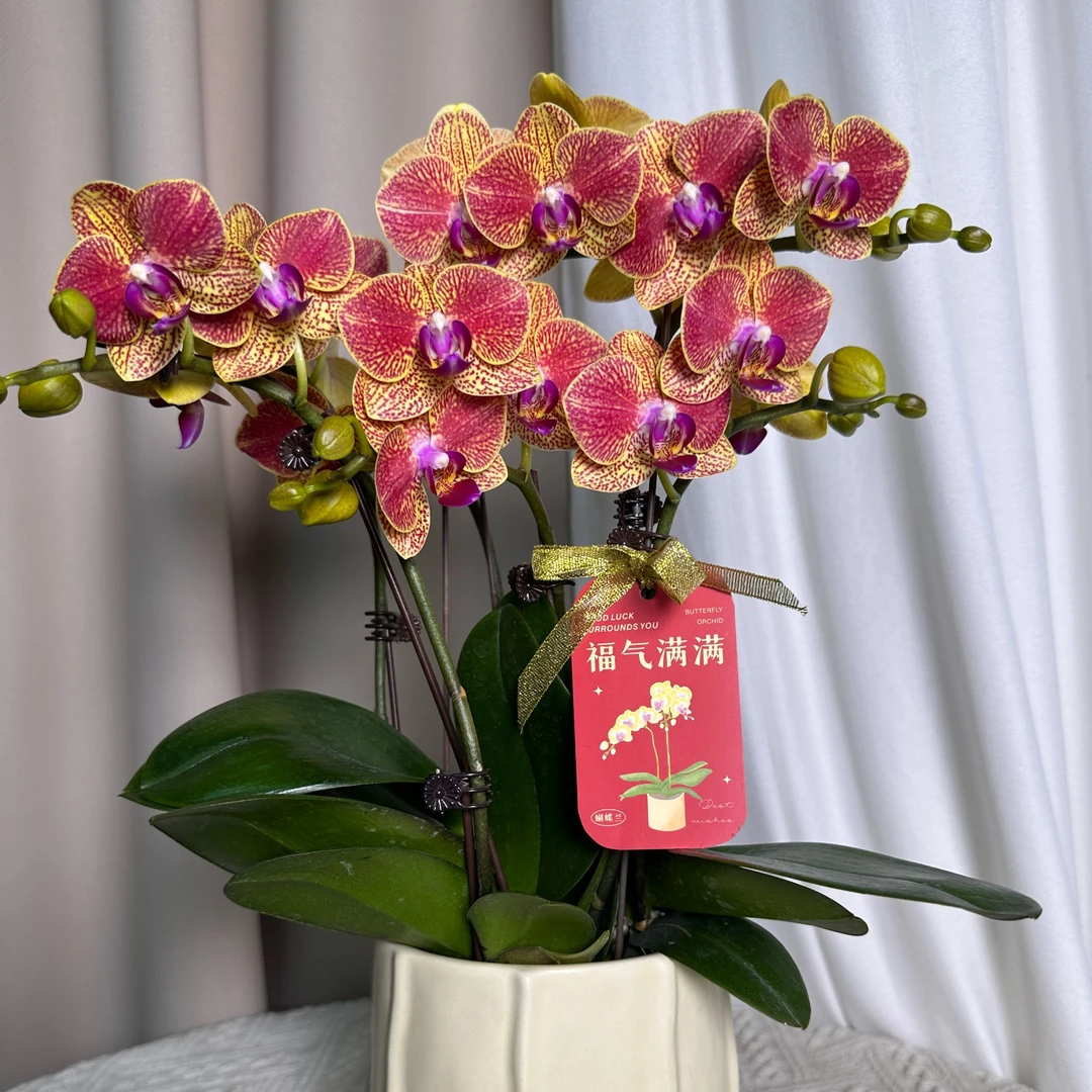 蝴蝶兰【元宝】双花剑 高端花卉 室内花花  广州直发