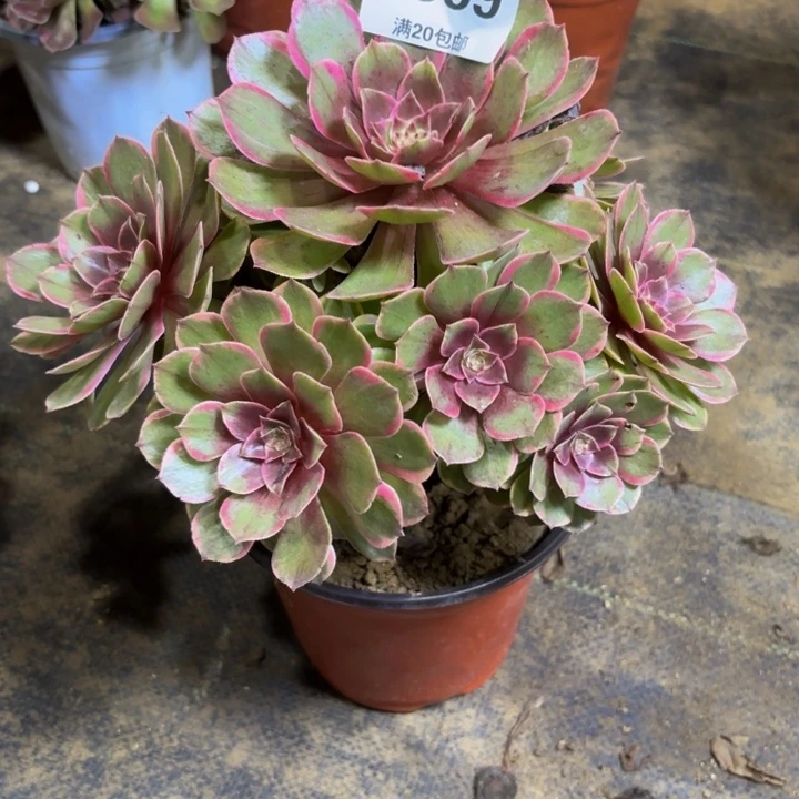 瑞妈多肉园艺359。