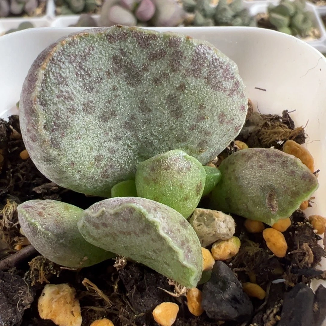 实生新品大苗多肉植物水泡多肉植物