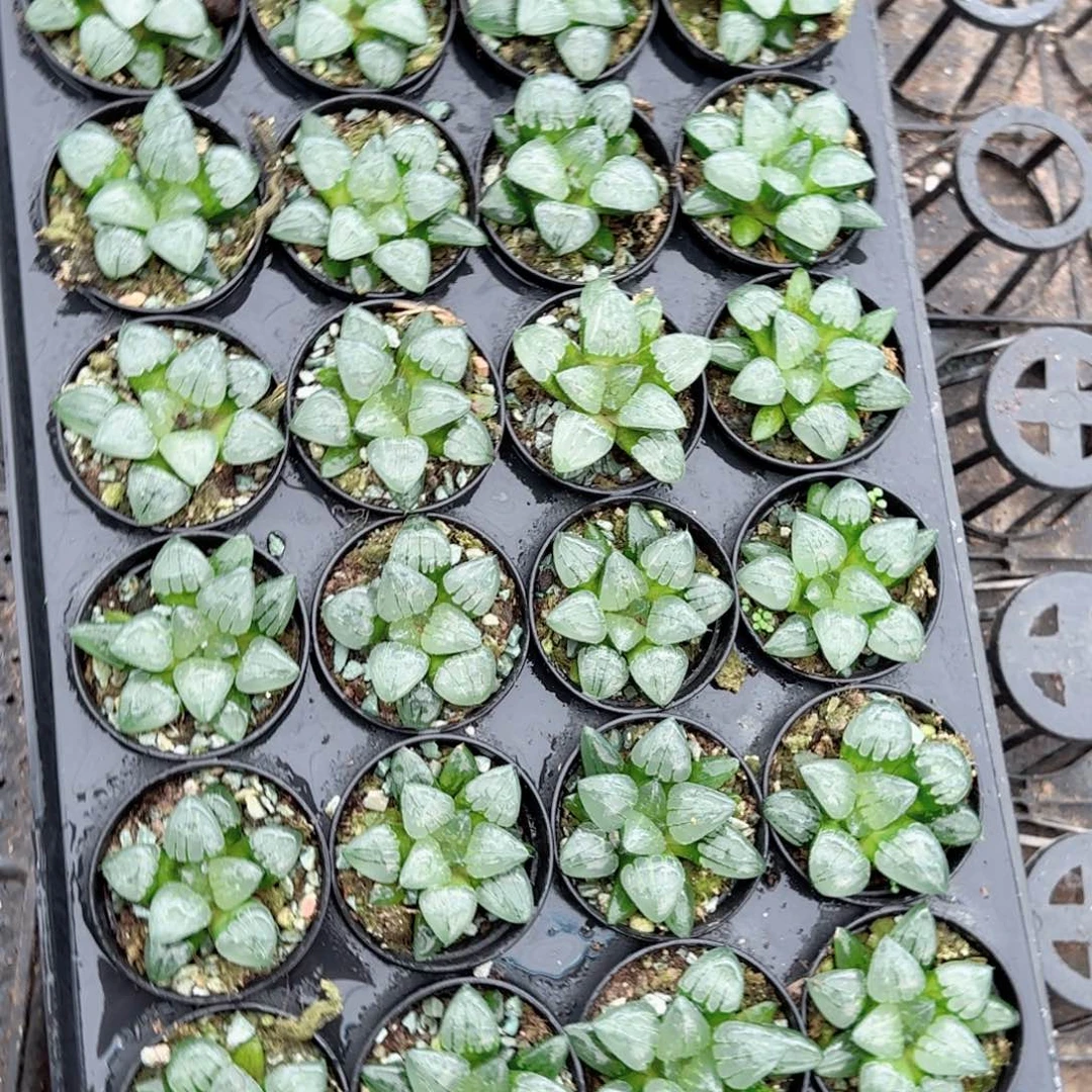翠虎多肉植物一颗