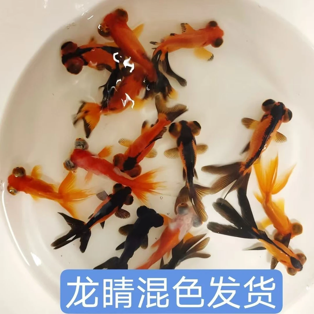小型小金鱼小鱼饲料冷水淡水鱼耐活龙睛金鱼大冷水鱼饲料鱼