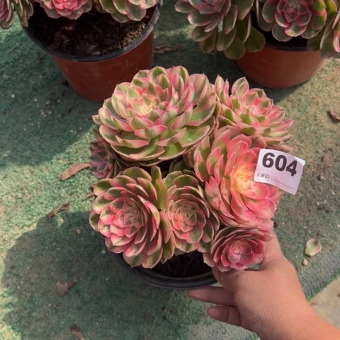 一***珊604荔枝朵朵多肉，