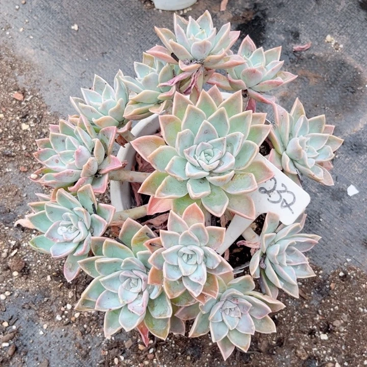 晨语多肉一物一拍+232