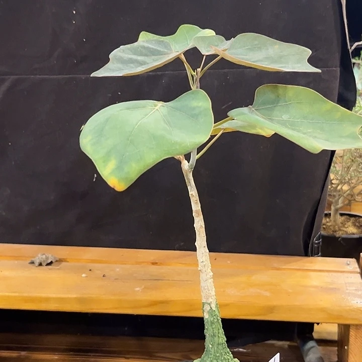 汤圆植物红叶西番莲6017原价258