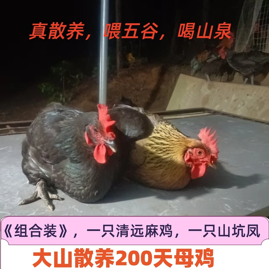 《组合装》一只清远麻鸡，一只山坑凤，散养了200天的母鸡共两只。