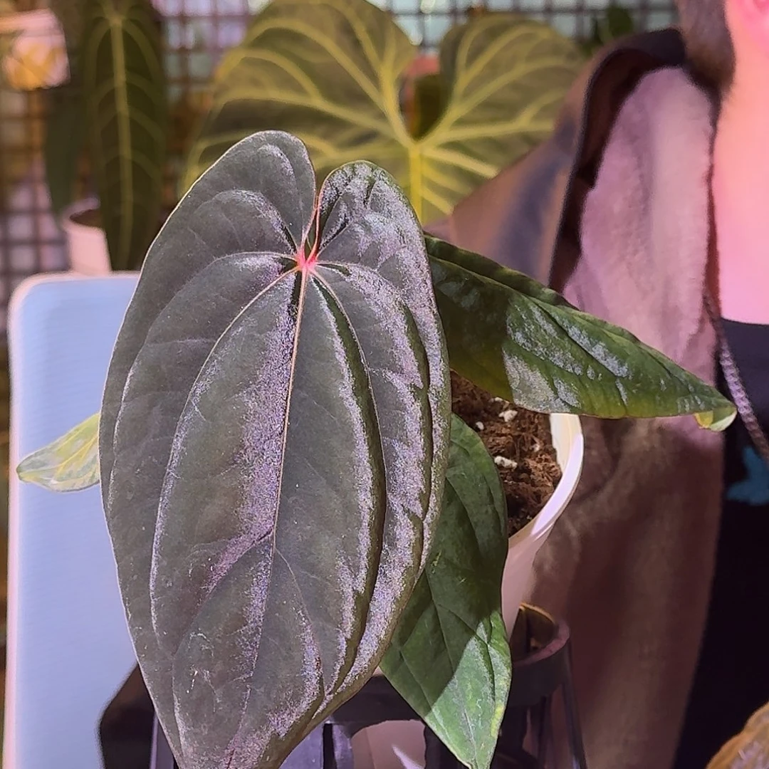 星***迹不开花植物H343籽播黑凤凰