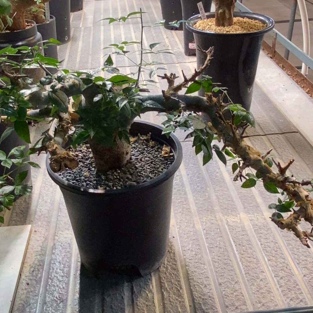 秋***瑜艾米没药蓝白皮产地熟桩