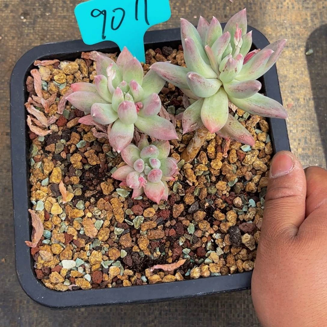 9011号上午多肉植物群生多肉