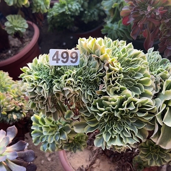 琳***儿多肉植物子实体一个绿豆沙499