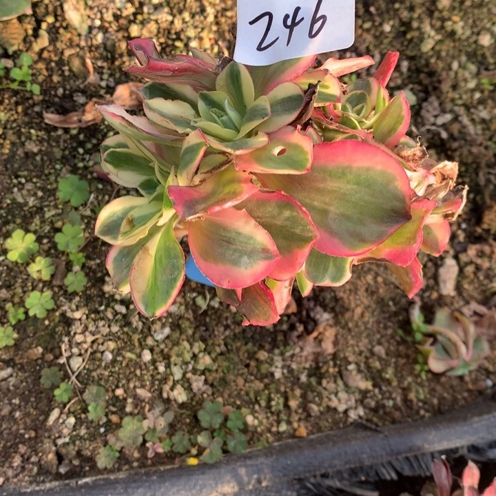 如意群246多肉植物