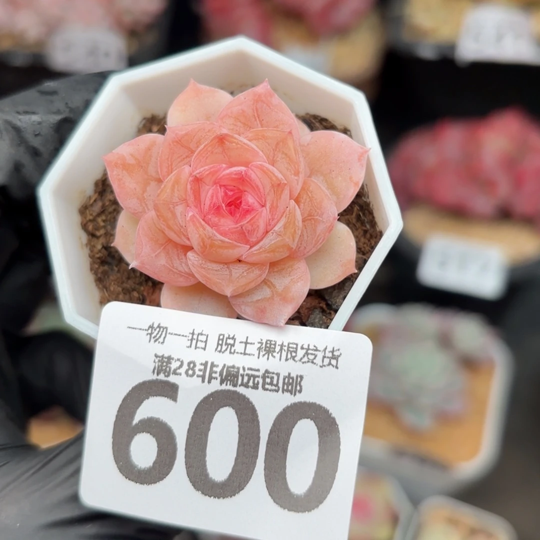 桃夭单头无盆土发货