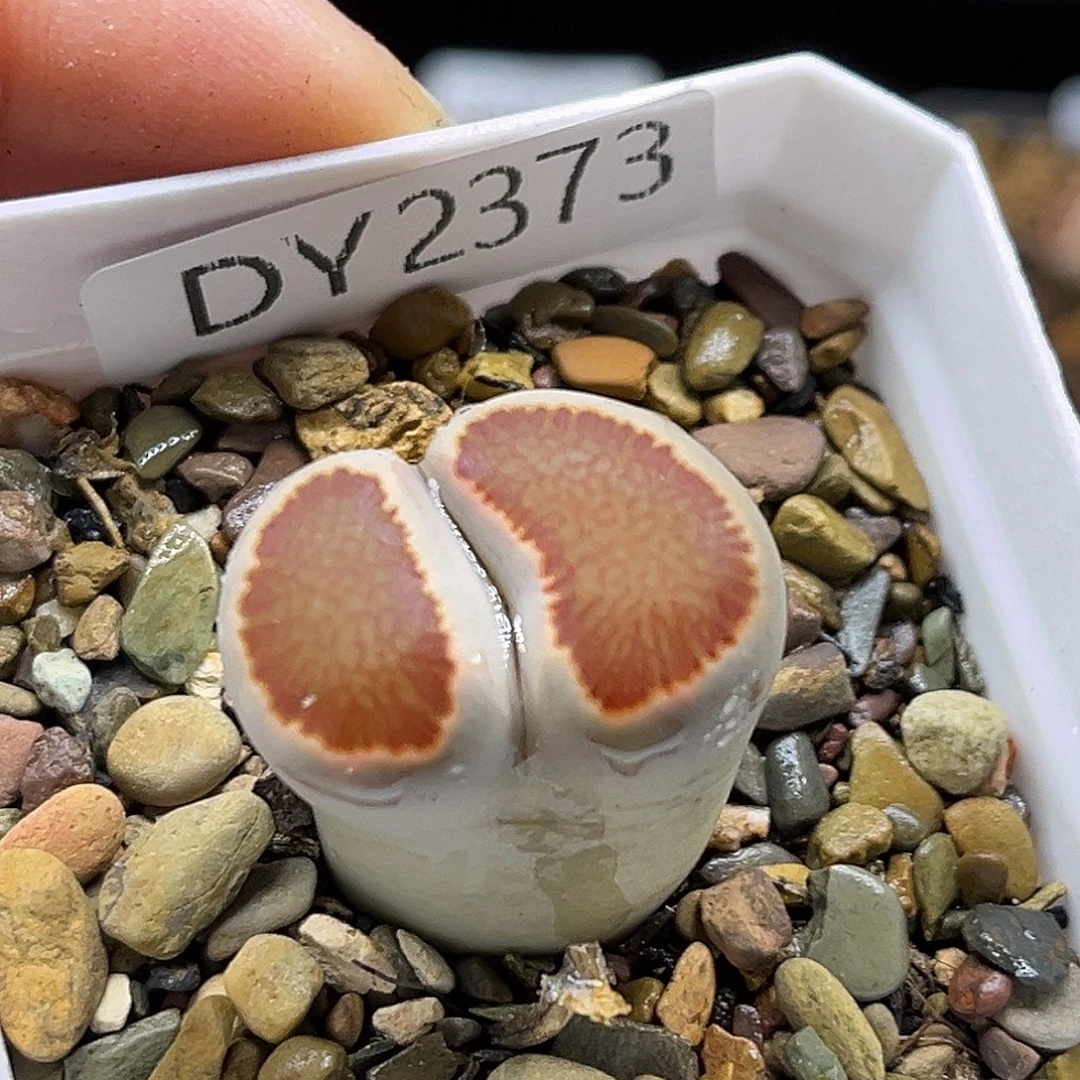 一物一拍红窗菊2373