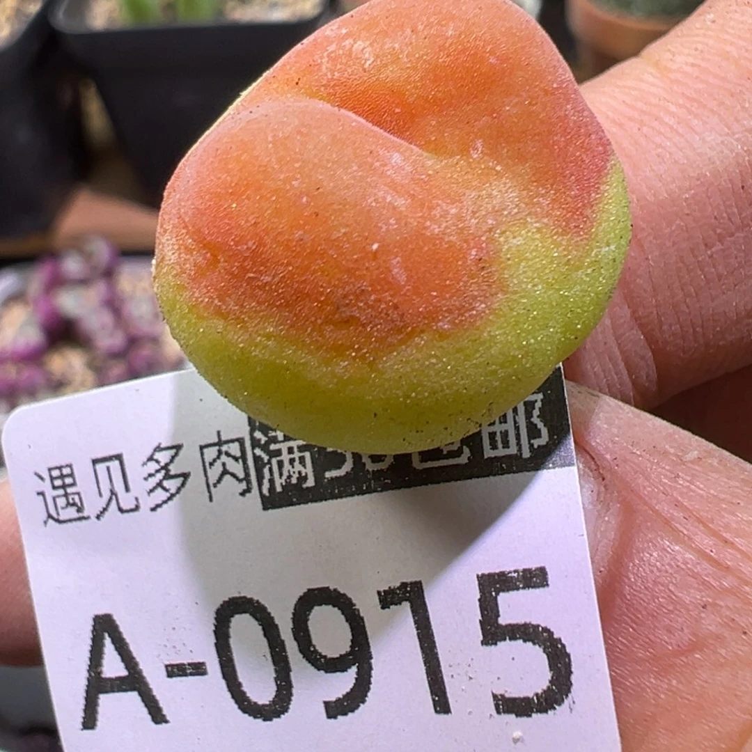 多肉植物111111111111111