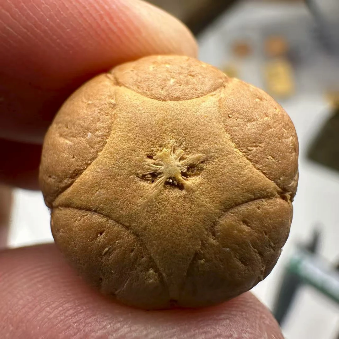 尼泊尔五星菩提，尺寸18，sss系列，货号118