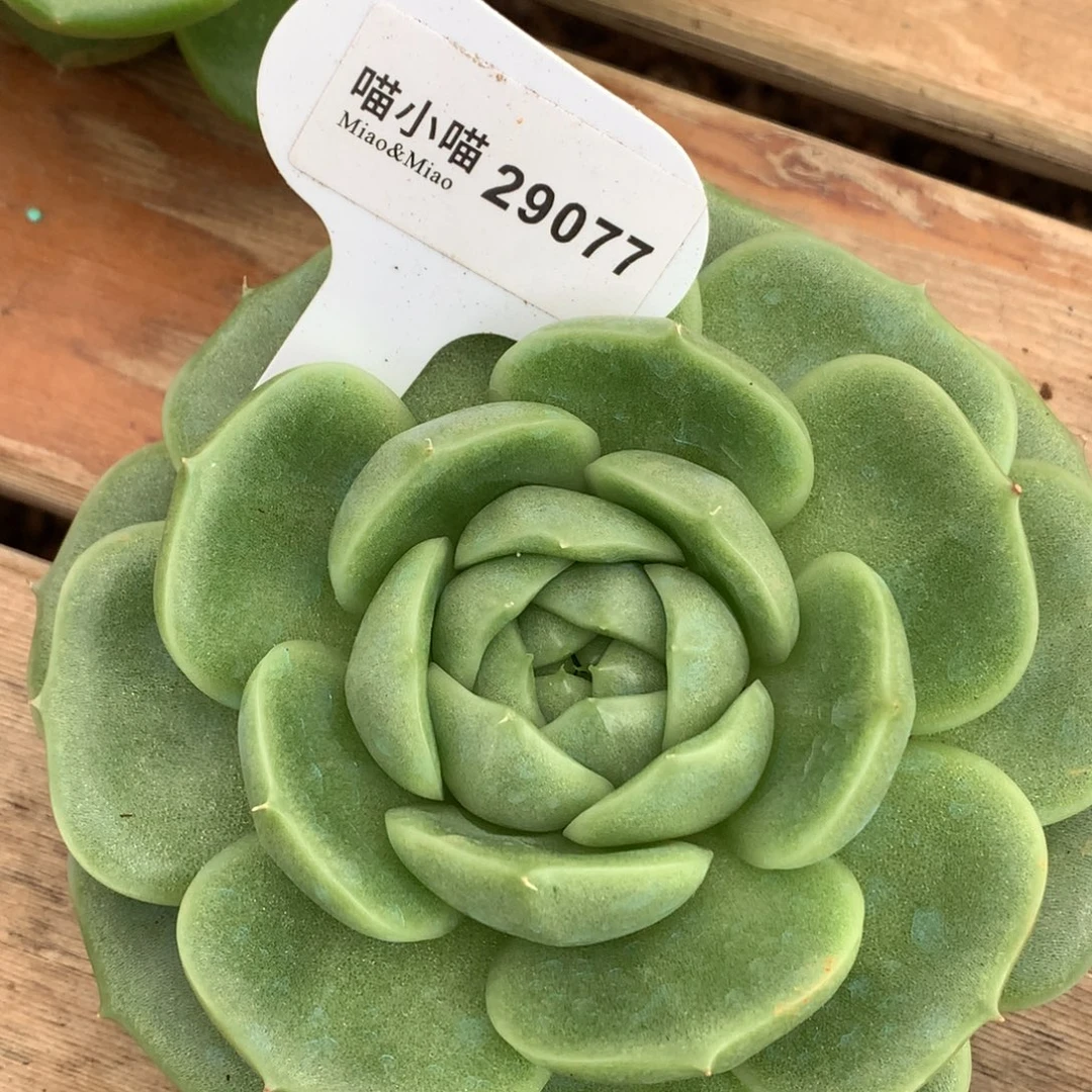 兔****多肉植物杂交珍妮