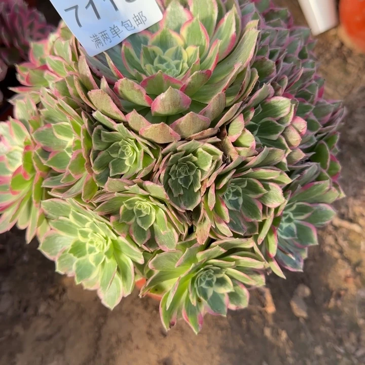 7119万彩灯多肉植物