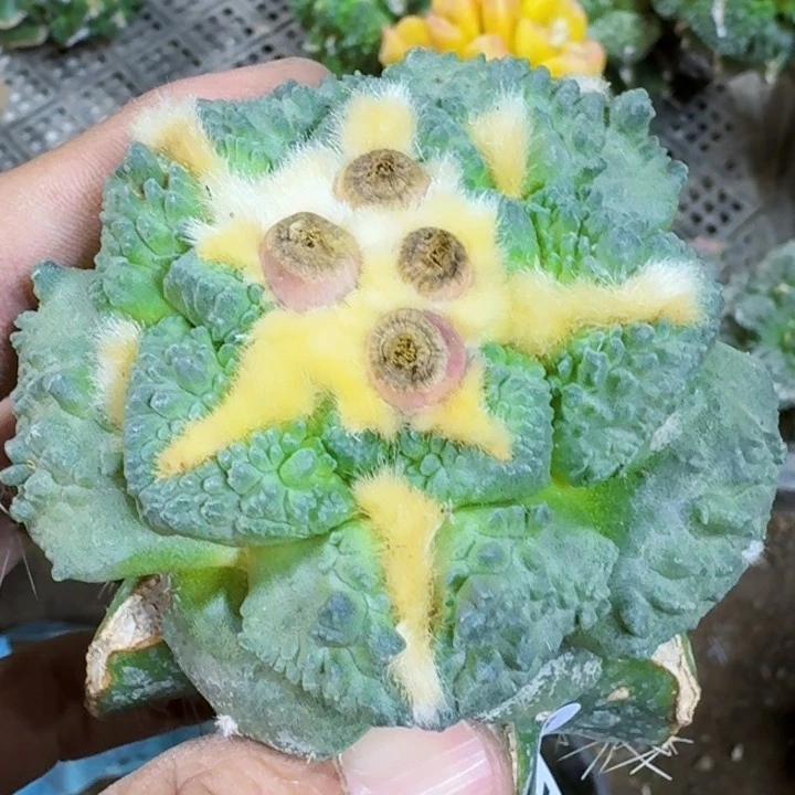 福利苗接龟甲怒涛744