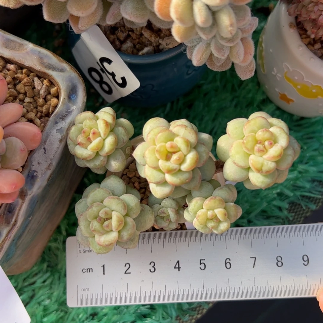 248 满38包邮一物一拍