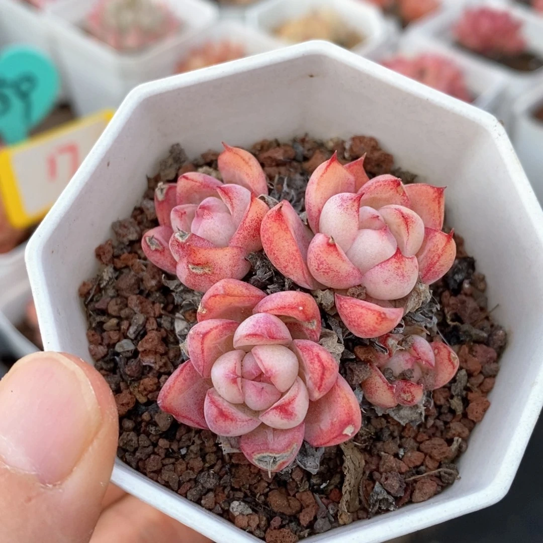 精品多肉一物一拍不包整32