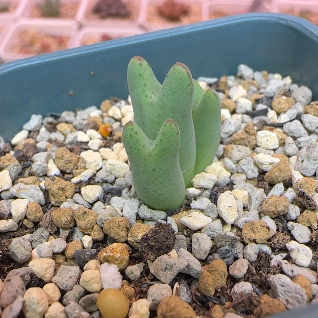 晨***️多肉植物一颗皮卡丘