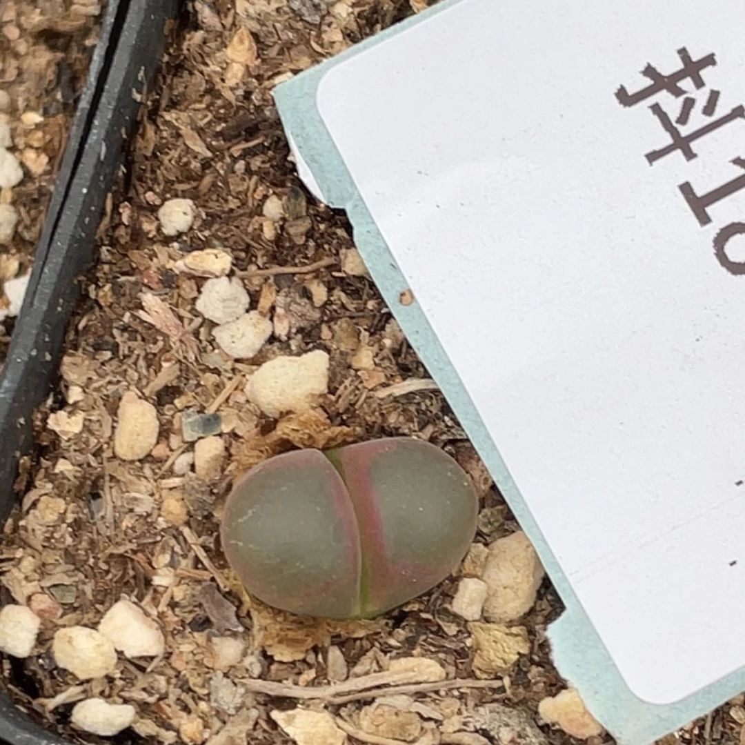 18-112小苗c10多肉植物