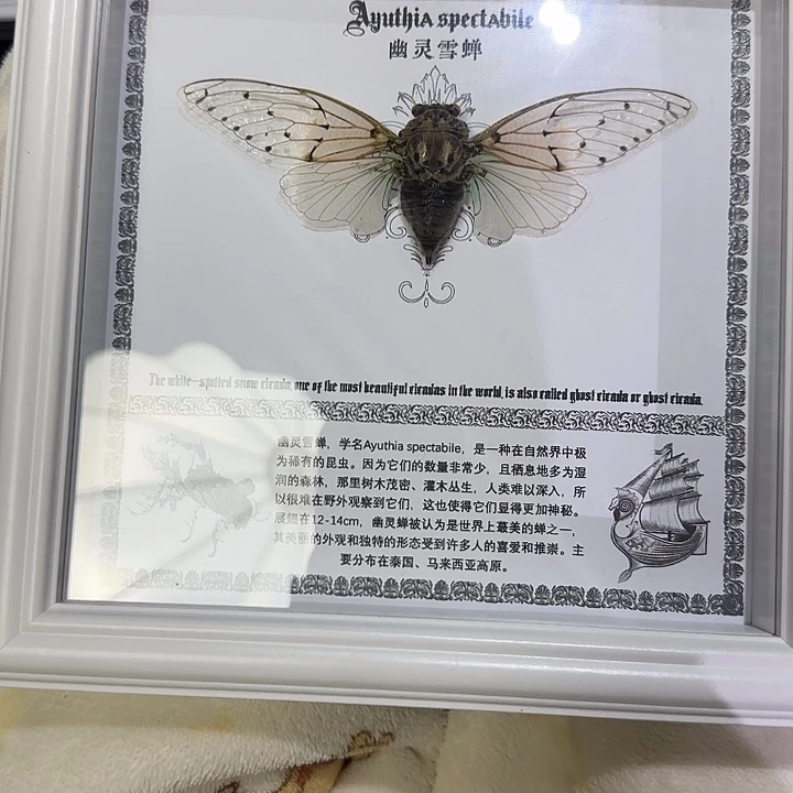 幽灵雪蝉标本专拍