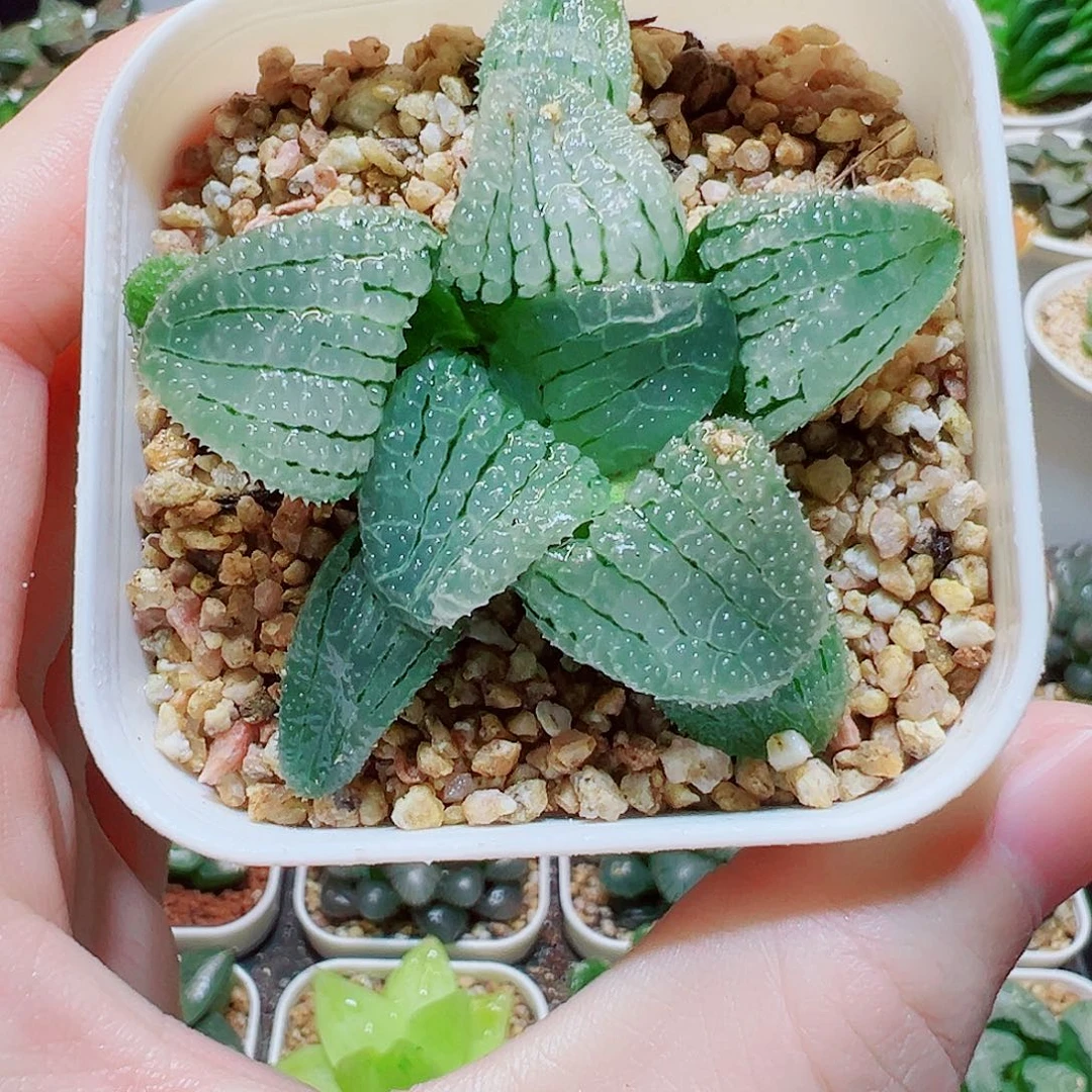 福利，天空之镜，8.8，6666