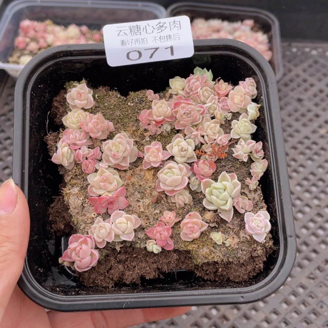 云糖心多肉植物71