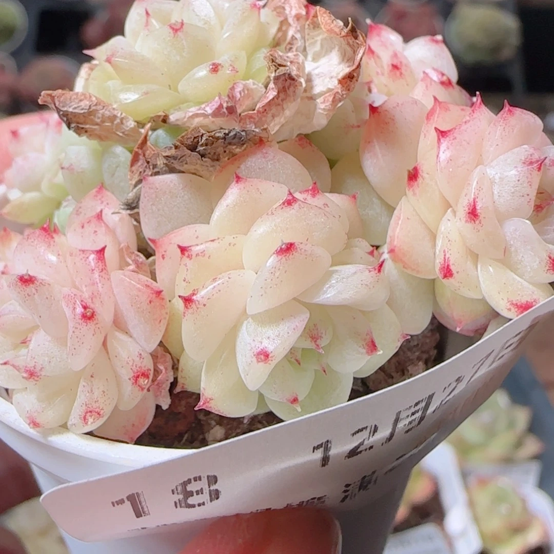花语多肉1227-18油魔仙包子捧花