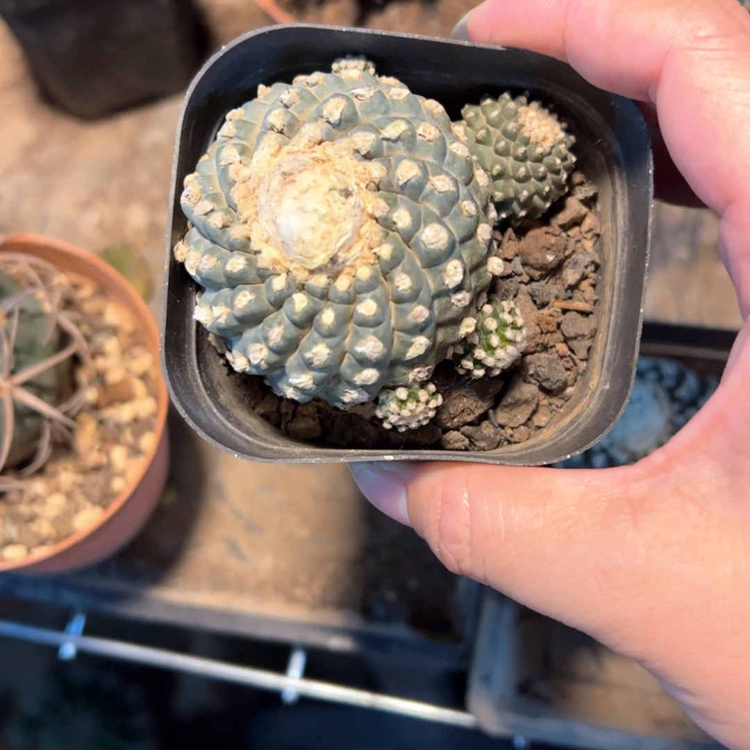 握***风一物一拍感谢支持。