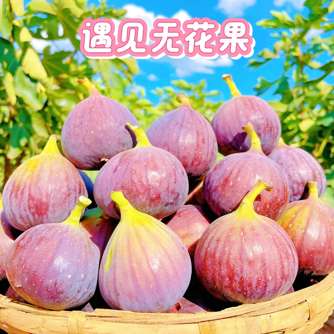 新鲜甜糯无花果农家自种时令鲜果老树现摘现发顺丰包邮
