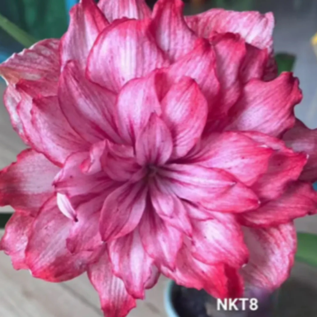 NKT-8朱顶红，重瓣朱顶红