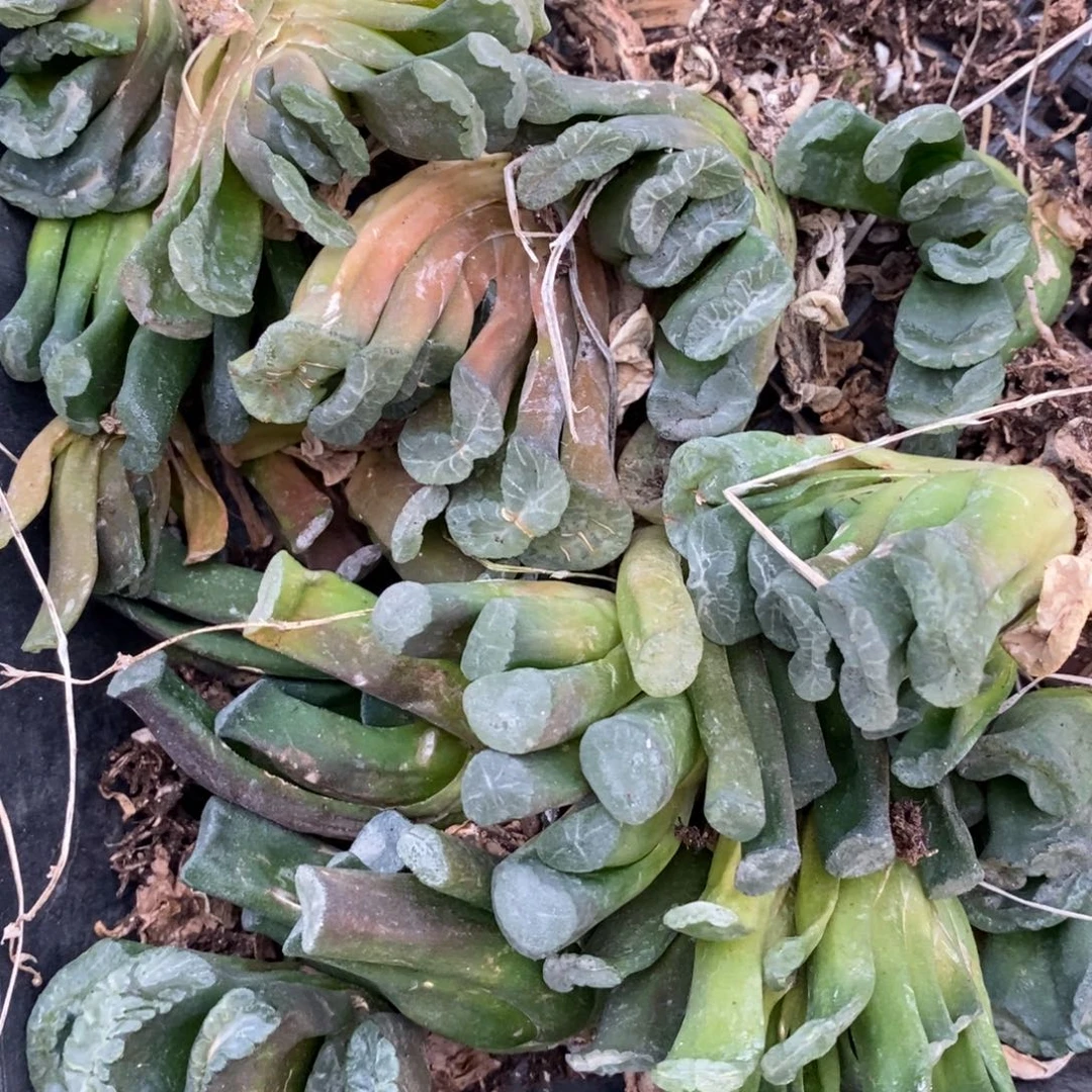 2618 一颗实生玉扇 元旦福利