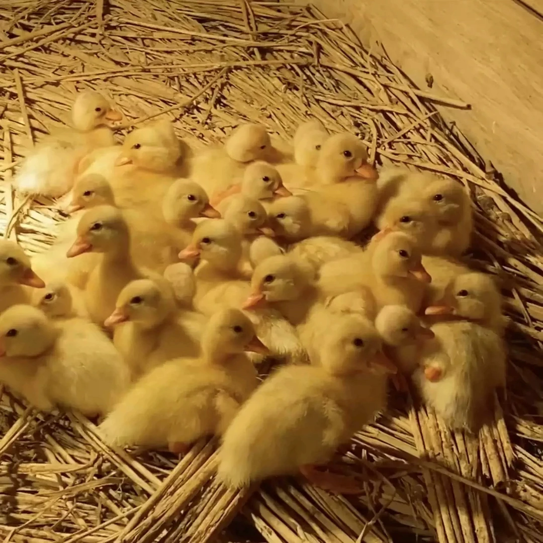 柯尔鸭 S级后代 已出保温（长大s级 赛级都有）